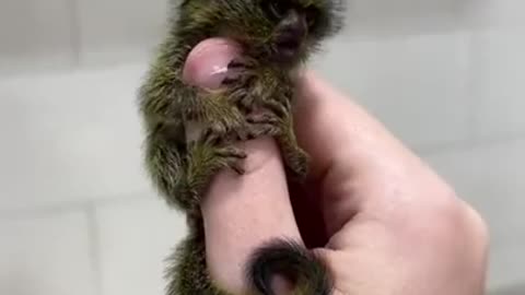 So Tiny Pygmy Marmoset