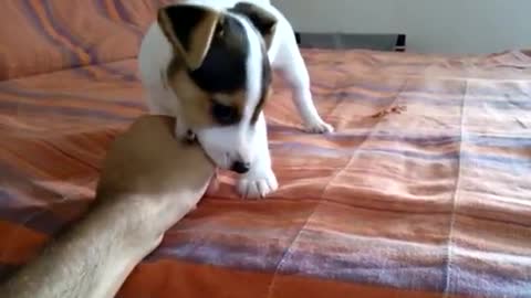 Jack Russel puppy, 49 days old