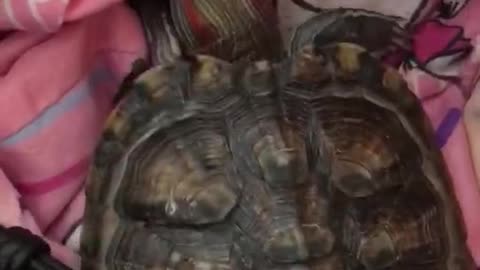 Active turtle 龜龜扭啊扭