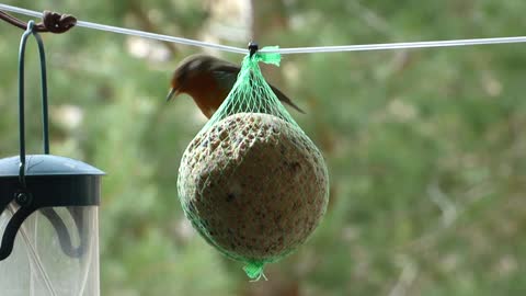 A robin on seed ball (Rødstrupe)
