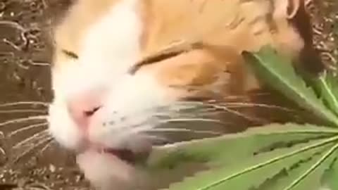cat nip cat eats marijuana plant