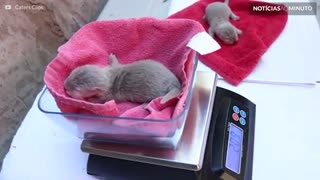 Filmagem mostra rara ninhada de lontras em zoo nos EUA