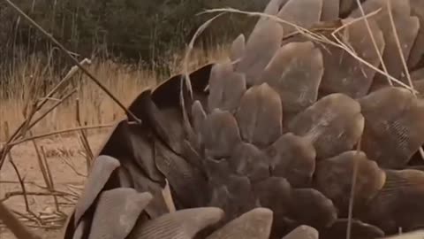 Pangolin 🦔 One Of The Cutest And Most Exotic Animals In The World #shorts