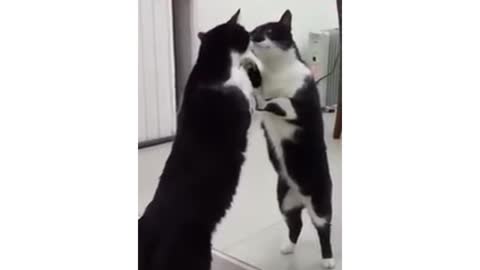 The cat was surprised to see the mirror