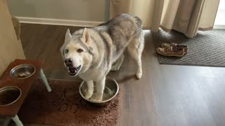 Watch This Very Stubborn Husky Demand A Water Bowl Refill