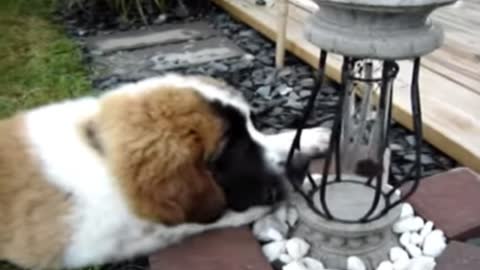 Dog Licking a wind chime