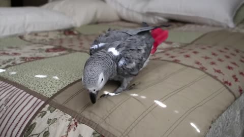 Exciting Parrot ball game