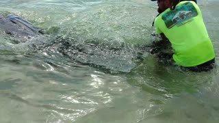 Team Catches Huge Tiger Shark