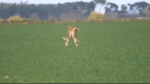 Wild Rabbits FIGHT!