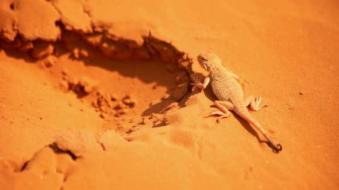 Reptile in desert. Reptile on sand. Close up of lizard on sand