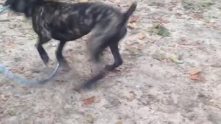 Black dog playing with hula hoop