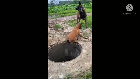 This dog was falling in the well and he survived because of a dog