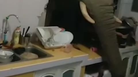 Elephant smashes the kitchen to steal food