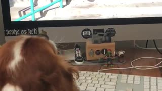 Dog gets excited by watching skater dog on a computer
