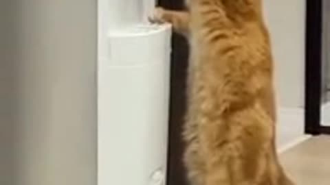 Very Funny smart cat