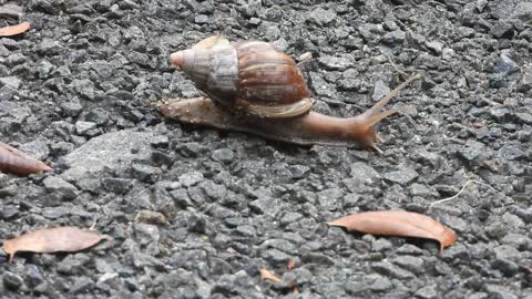 A Young Destructive, Disease-Carrying Giant African Land Snail