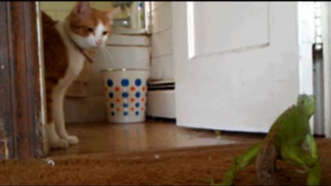 Gif video of cat against chameleon