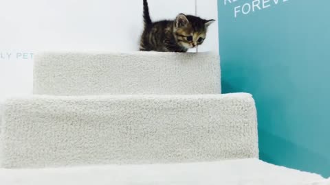 Short munchkin kitten video cute kitten