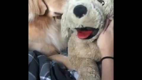 Golden is jealous to toy dog