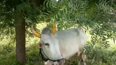 Ox Videos For Kids - Kids Cow Videos - Specially Made for Kids