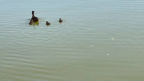 Mama duck and her 4 ducklings swimming together