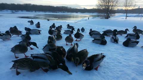 Ducks eating bread in Moscow park in winter