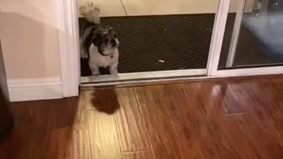 Elderly Dog Losing His Vision, Thinks Glass Door Is Closed