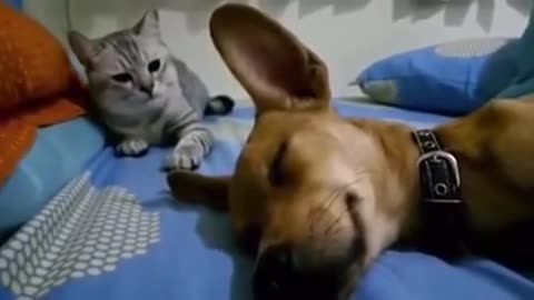 Sleeping dog farted and made the cat angry!