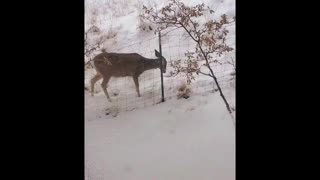 Deer outside my window