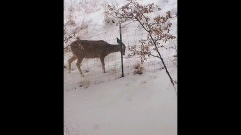 Deer outside my window