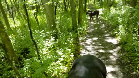 Spoons the orphaned foal goes out on trails with her brothers