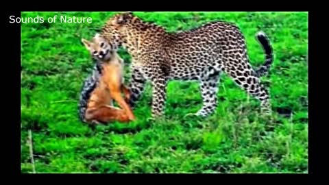 The Best Of Wild Animals Attacks Leopard vs. Eagle vs. Lion vs. Hyena