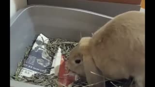 A Rabbit Tearing up Newsprint Instead of Eating