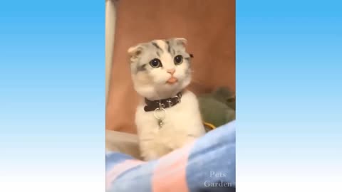 Top Funny Cats And Dogs Videos -Get Ready To Laugh!