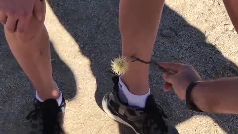 Guy Flicks Cactus Stem From One Leg to Another!