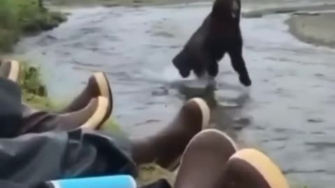 A bear crossing a river