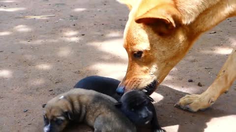Mother dog tries to help rescuers her Newborn puppies 2021