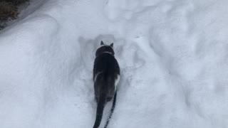 Wonder the cat checking out fresh snow