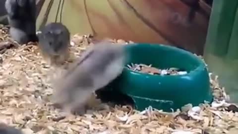 Satisfying to watch, animals that are really cute