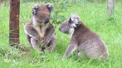 Koala fight