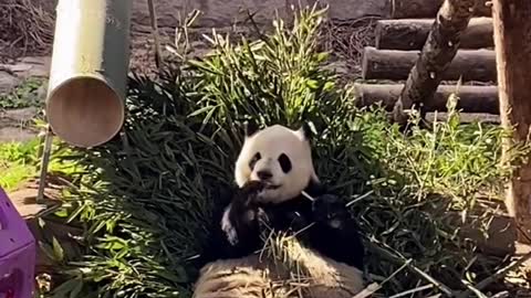 Cute giant panda eating delicious bamboo