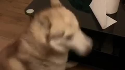 ADOPTED DOG REACTION