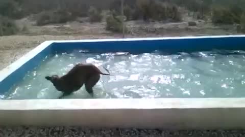 Overenthusiastic Dog Cools Off In Backyard Pool Hvvnvcv