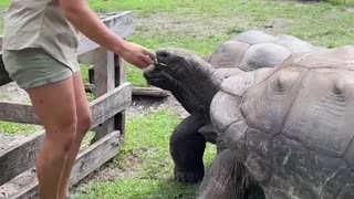 How incredible are those Aldabra tortoise facts 🐢