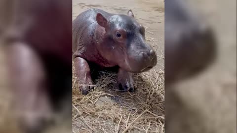 OH: Cincinnati Zoo's Baby Hippo Now Has A Name!