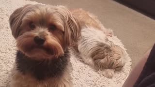 Adorable Yorkie Innocently Asks Owner For Attention