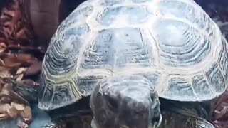 I Love tortoises