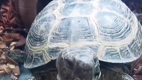 I Love tortoises