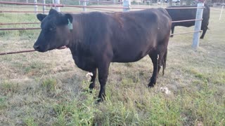 Fun on the Farm - Sweet talking the ladies in for the night