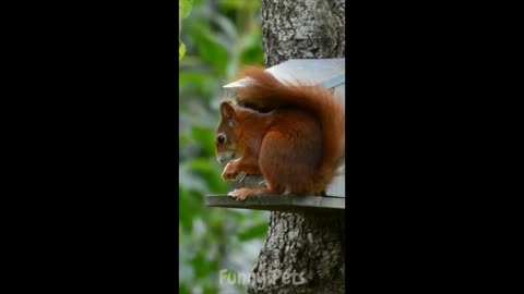 Chipmunks and Squirrels Trying to Get a Nut Compilation